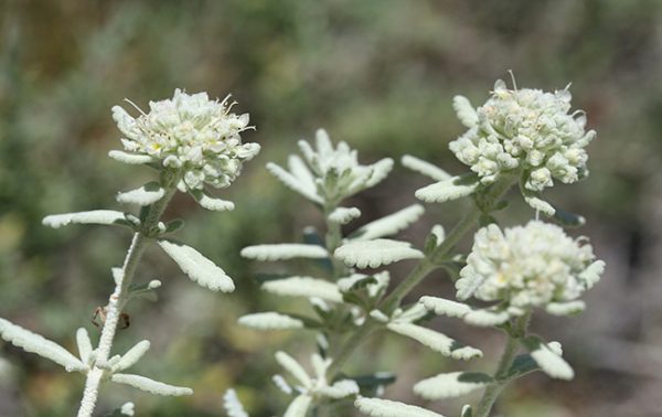 2018212115913148 خواص کلپوره
