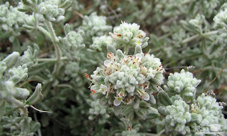 خواص کلپوره